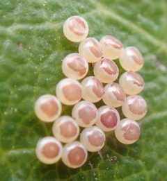 Phryganidia californica by (c) Henrik Kibak, some rights reserved (CC BY), uploaded by Henrik Kibak. Used under a CC-BY license.