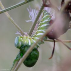 Afilia oslari by (c) Ken-ichi Ueda, some rights reserved (CC BY), uploaded by Ken-ichi Ueda. Used under a CC-BY license.