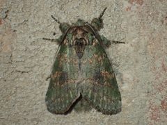 Cecrita biundata by (c) John P Friel, some rights reserved (CC BY), uploaded by John P Friel. Used under a CC-BY license.