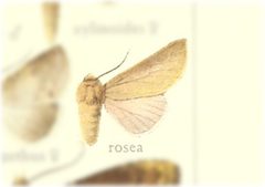 Euhyparpax rosea by no rights reserved, uploaded by Andreas Manz. Used under a CC0 license.