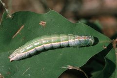 Heterocampa by (c) Whitney Cranshaw, some rights reserved (CC BY). Used under a CC-BY license.
