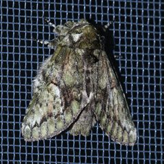Heterocampa umbrata by (c) Laura Gaudette, some rights reserved (CC BY), uploaded by Laura Gaudette. Used under a CC-BY license.