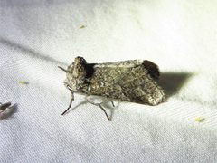 Litodonta contrasta by (c) Annika Lindqvist, some rights reserved (CC BY), uploaded by Annika Lindqvist. Used under a CC-BY license.