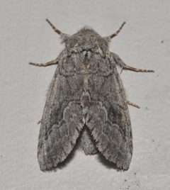 Lochmaeus by (c) Andy Reago & Chrissy McClarren, some rights reserved (CC BY). Used under a CC-BY license.