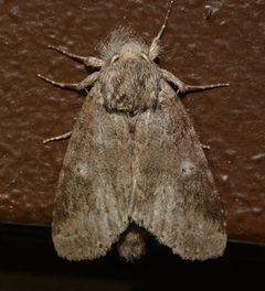 Lochmaeus by (c) Andy Reago & Chrissy McClarren, some rights reserved (CC BY). Used under a CC-BY license.