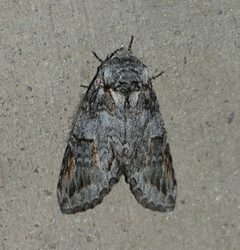 Macrurocampa dorothea by (c) Wendy McCrady, some rights reserved (CC BY), uploaded by Wendy McCrady. Used under a CC-BY license.
