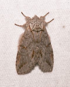 Macrurocampa dorothea by (c) Laura Gaudette, some rights reserved (CC BY), uploaded by Laura Gaudette. Used under a CC-BY license.