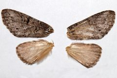 Macrurocampa gigantea by (c) Kristof Zyskowski, some rights reserved (CC BY), uploaded by Kristof Zyskowski. Used under a CC-BY license.