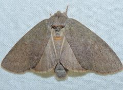 Misogada unicolor by (c) Andy Reago & Chrissy McClarren, some rights reserved (CC BY). Used under a CC-BY license.