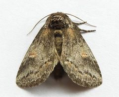 Praeschausia zapata by (c) jimeckert49, some rights reserved (CC BY). Used under a CC-BY license.