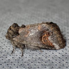 Rifargia occiclina by (c) Sue Carnahan, some rights reserved (CC BY), uploaded by Sue Carnahan. Used under a CC-BY license.