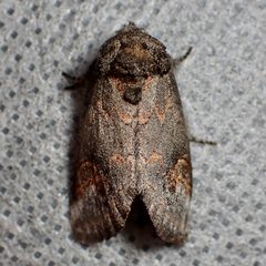 Rifargia occiclina by (c) Sue Carnahan, some rights reserved (CC BY), uploaded by Sue Carnahan. Used under a CC-BY license.