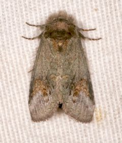 Rifargia occiclina by (c) Laura Gaudette, some rights reserved (CC BY), uploaded by Laura Gaudette. Used under a CC-BY license.