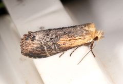 Dasylophia melanopa by (c) Laura Gaudette, some rights reserved (CC BY), uploaded by Laura Gaudette. Used under a CC-BY license.