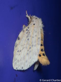 Periergosinae by (c) Gerard Chartier, some rights reserved (CC BY). Used under a CC-BY license.