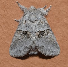 Gluphisia septentrionis by (c) Andy Reago & Chrissy McClarren, some rights reserved (CC BY). Used under a CC-BY license.