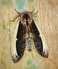 Truncaptera by (c) desertnaturalist, some rights reserved (CC BY), uploaded by desertnaturalist. Used under a CC-BY license.