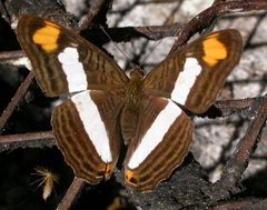 Adelpha basiloides by (c) Nick Block, some rights reserved (CC BY), uploaded by Nick Block. Used under a CC-BY license.