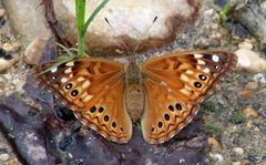 Asterocampa celtis antonia by (c) James Todd McCann, some rights reserved (CC BY), uploaded by James Todd McCann. Used under a CC-BY license.
