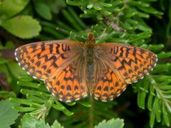 Boloria chariclea by no rights reserved, uploaded by Kent P. McFarland. Used under a CC0 license.