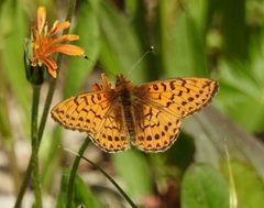 Boloria chariclea by (c) Laura Gaudette, some rights reserved (CC BY), uploaded by Laura Gaudette. Used under a CC-BY license.