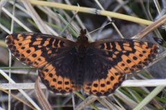 Boloria frigga by (c) Syd Cannings, some rights reserved (CC BY), uploaded by Syd Cannings. Used under a CC-BY license.