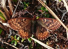 Boloria improba by (c) Nick Block, some rights reserved (CC BY), uploaded by Nick Block. Used under a CC-BY license.