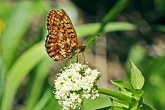 Boloria kriemhild by (c) jrcagle, some rights reserved (CC BY), uploaded by jrcagle. Used under a CC-BY license.