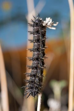 Chlosyne californica by (c) Jess Mullins, some rights reserved (CC BY), uploaded by Jess Mullins. Used under a CC-BY license.