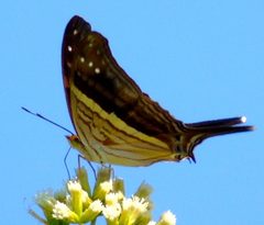 Marpesia chiron by (c) Francisco Farriols Sarabia, some rights reserved (CC BY), uploaded by Francisco Farriols Sarabia. Used under a CC-BY license.