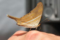 Marpesia chiron by (c) Roger Rittmaster, some rights reserved (CC BY), uploaded by Roger Rittmaster. Used under a CC-BY license.