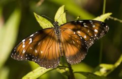 Danaus eresimus by (c) Nicolas Olejnik, some rights reserved (CC BY), uploaded by Nicolas Olejnik. Used under a CC-BY license.