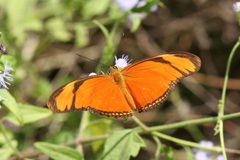 Dryas by (c) Anne Toal, some rights reserved (CC BY). Used under a CC-BY license.