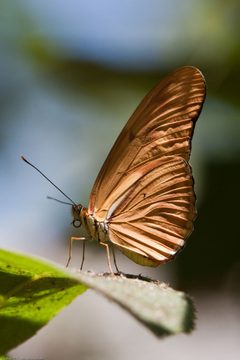 Dryas by (c) Mike Baird, some rights reserved (CC BY). Used under a CC-BY license.
