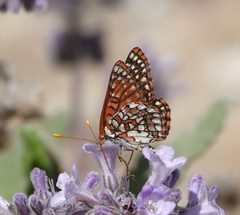 Euphydryas chalcedona hennei by (c) desertnaturalist, some rights reserved (CC BY), uploaded by desertnaturalist. Used under a CC-BY license.