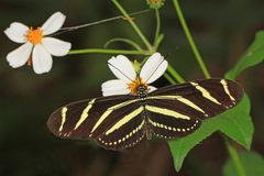 Heliconius charithonia by (c) Judy Gallagher, some rights reserved (CC BY). Used under a CC-BY license.