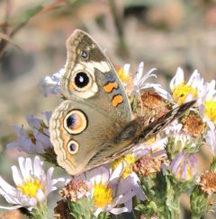 Junonia grisea by (c) Alex, some rights reserved (CC BY), uploaded by Alex. Used under a CC-BY license.