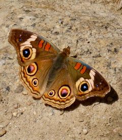 Junonia grisea by no rights reserved, uploaded by Irene. Used under a CC0 license.
