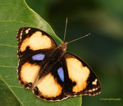 Junonia by (c) Rejoice Gassah, some rights reserved (CC BY), uploaded by Rejoice Gassah. Used under a CC-BY license.