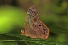 Lethe creola by (c) Judy Gallagher, some rights reserved (CC BY). Used under a CC-BY license.
