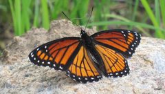 Limenitis archippus watsoni by (c) Charles de Mille-Isles, some rights reserved (CC BY). Used under a CC-BY license.