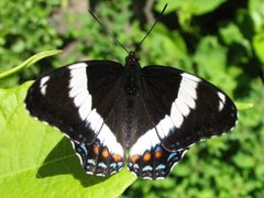 Limenitis arthemis arthemis by (c) Gilles Gonthier, some rights reserved (CC BY). Used under a CC-BY license.