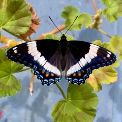 Limenitis arthemis arthemis by no rights reserved, uploaded by Kent P. McFarland. Used under a CC0 license.