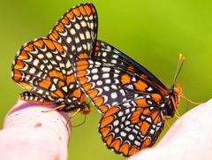 Euphydryas by (c) Bernie Paquette, some rights reserved (CC BY), uploaded by Bernie Paquette. Used under a CC-BY license.