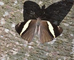 Colobura dirce by (c) Don Loarie, some rights reserved (CC BY). Used under a CC-BY license.