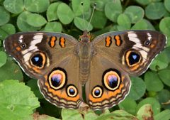 Junonia coenia by (c) skitterbug, some rights reserved (CC BY), uploaded by skitterbug. Used under a CC-BY license.