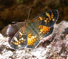 Phyciodes batesii by (c) Nick Block, some rights reserved (CC BY), uploaded by Nick Block. Used under a CC-BY license.