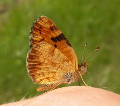 Phyciodes batesii by (c) Nick Block, some rights reserved (CC BY), uploaded by Nick Block. Used under a CC-BY license.