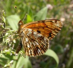 Phyciodes pallida by (c) Nick Block, some rights reserved (CC BY), uploaded by Nick Block. Used under a CC-BY license.