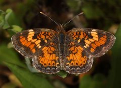 Phyciodes phaon by (c) Judy Gallagher, some rights reserved (CC BY). Used under a CC-BY license.